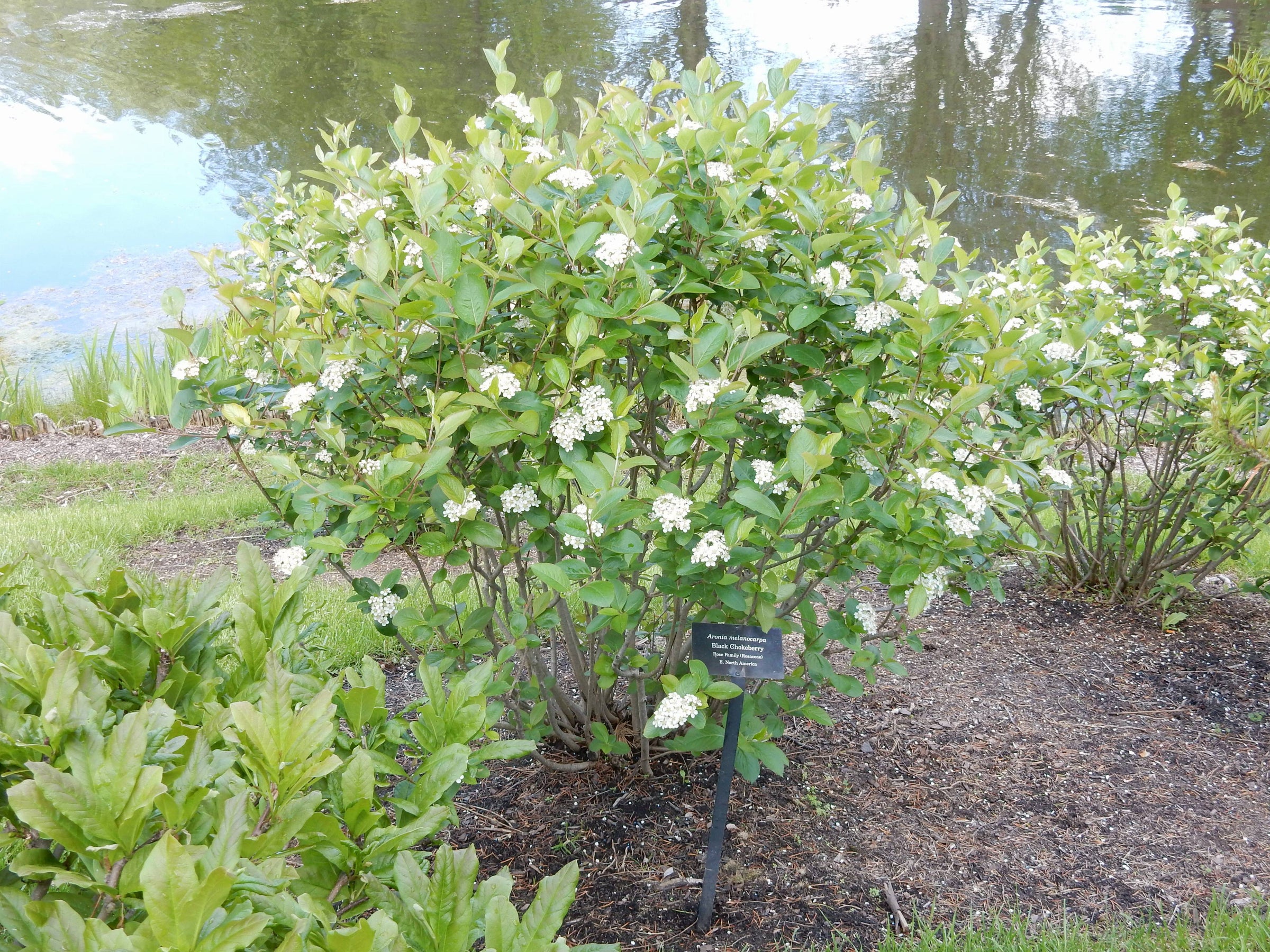 Glossy Black Chokeberry | LaValley Home & Garden