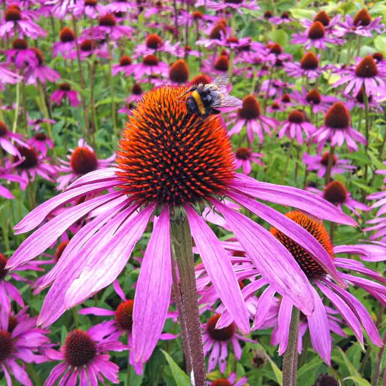 Purple Coneflower Gallon Container 1 LaValley Home Garden purple-coneflower-gallon-container-1-lavalley-home-garden